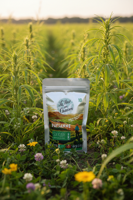 Fleurs de CBD Bio Premium Six Kush Outdoo