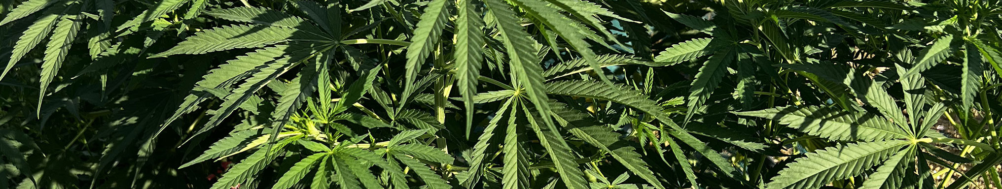Nos fleurs outdoor